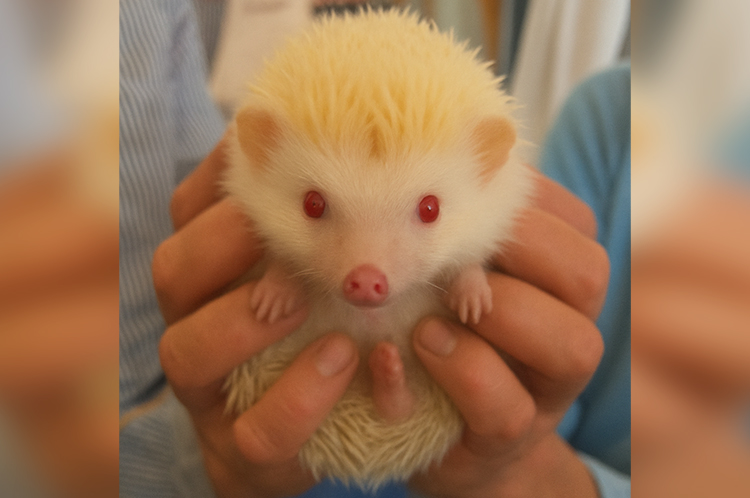 今年の動物園では白いハリネズミが登場